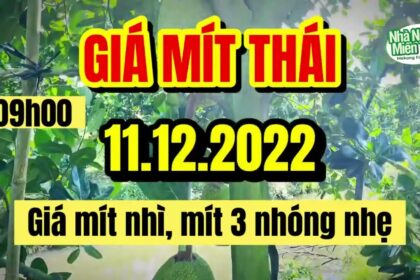 Thai jackfruit prices today