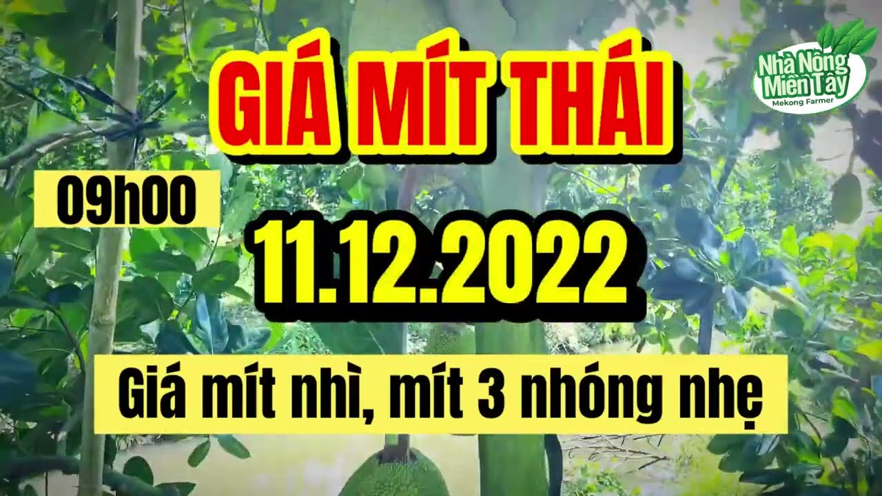 Thai jackfruit prices today