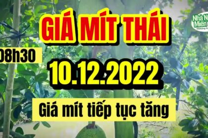 Thai jackfruit prices today