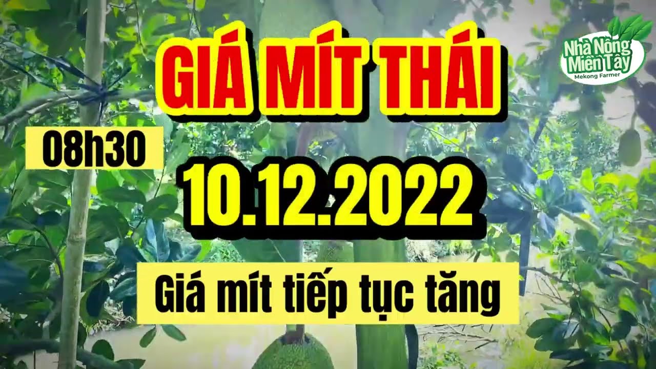 Thai jackfruit prices today
