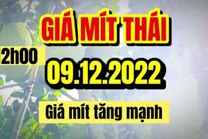 Thai jackfruit prices today