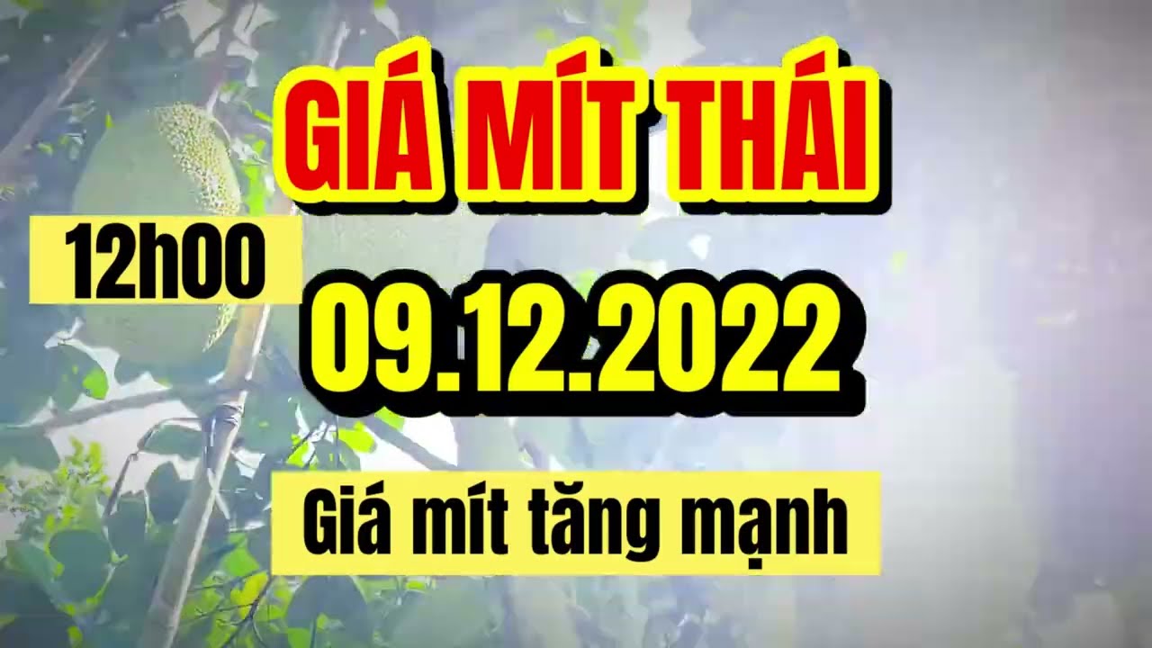 Thai jackfruit prices today