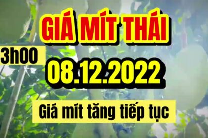 Thai jackfruit prices today