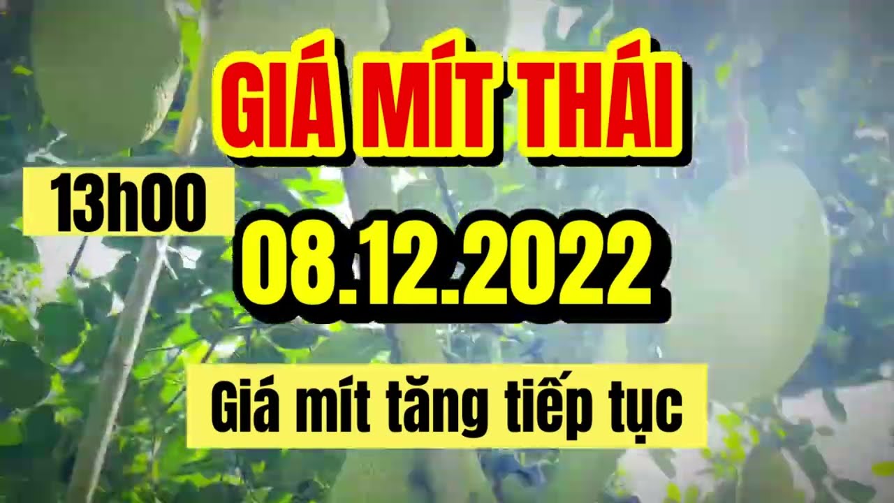 Thai jackfruit prices today