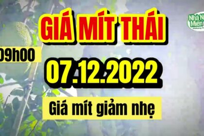 Thai jackfruit prices today