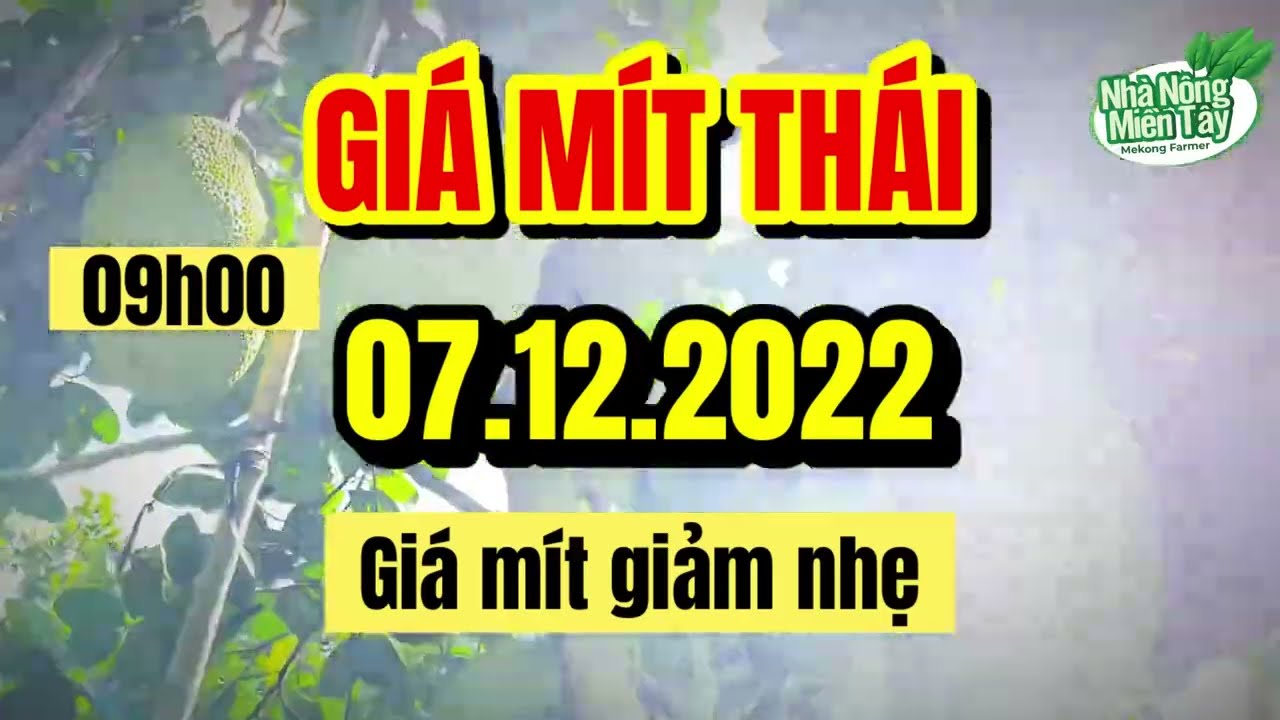 Thai jackfruit prices today