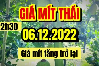Thai jackfruit prices today