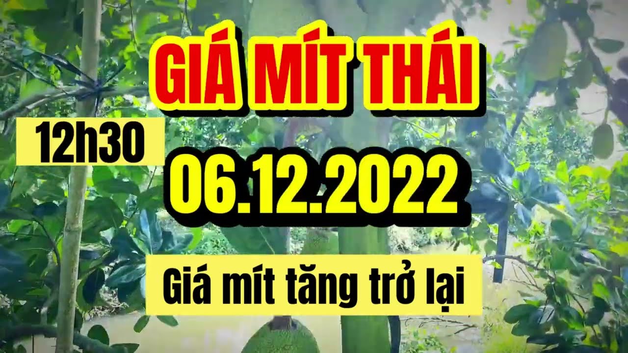 Thai jackfruit prices today