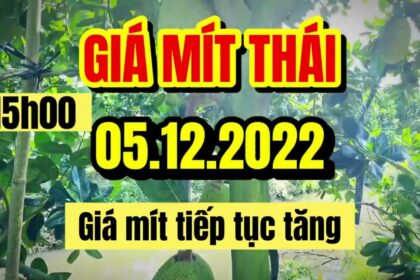 Thai jackfruit prices today