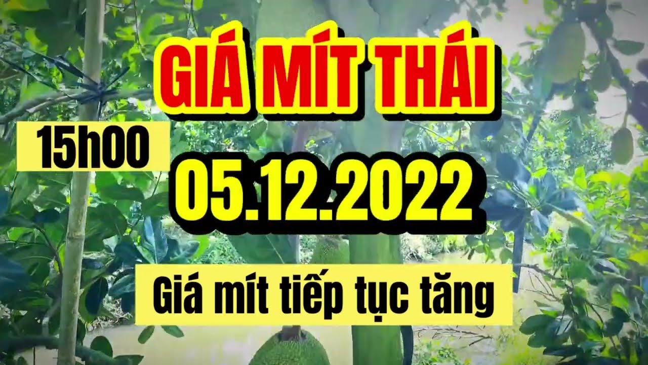 Thai jackfruit prices today