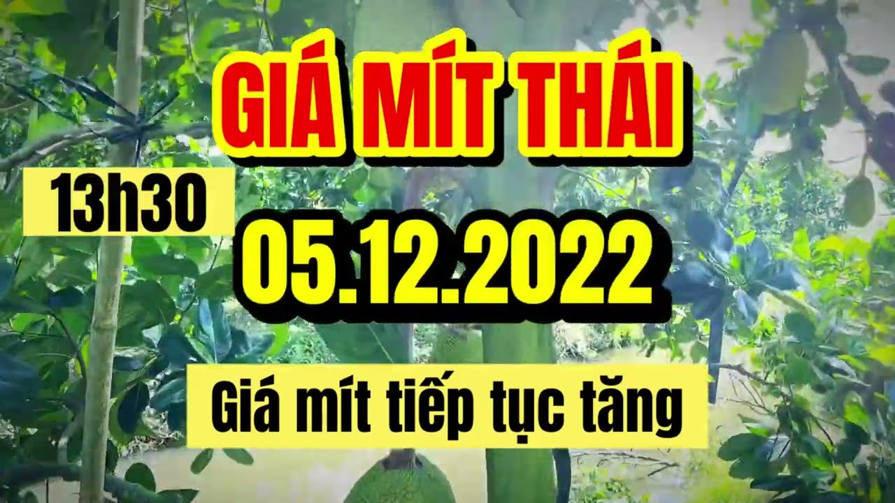 Thai jackfruit prices today