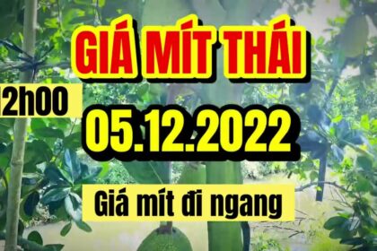 Thai jackfruit prices today