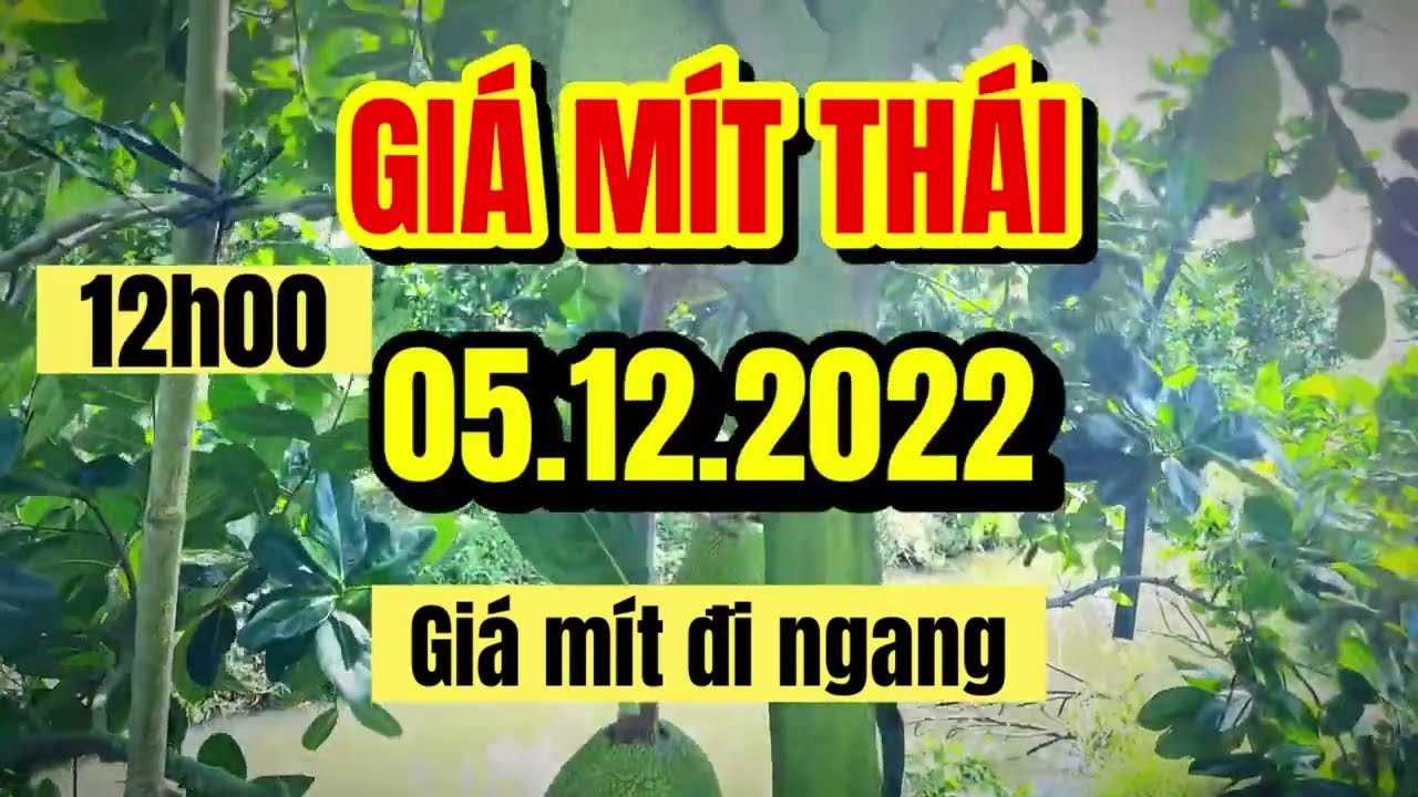 Thai jackfruit prices today