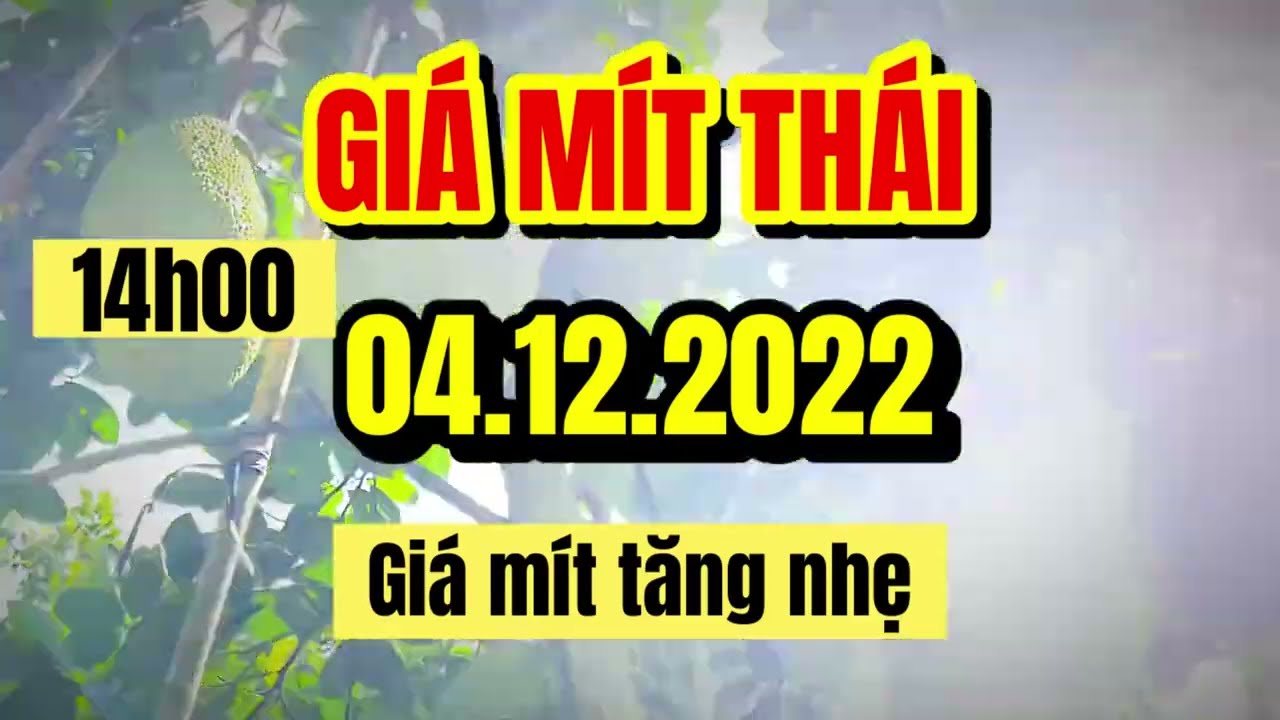 Thai jackfruit prices today