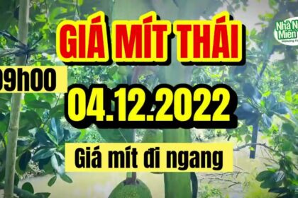 Thai jackfruit prices today