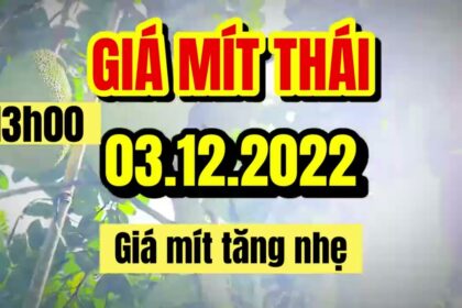 Thai jackfruit prices today
