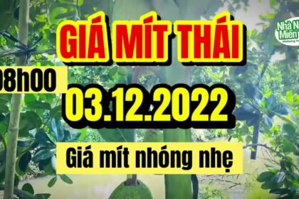 Thai jackfruit prices today