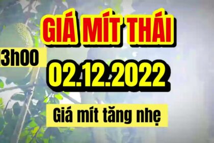 Thai jackfruit prices today
