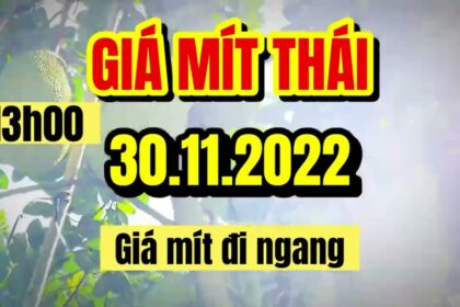 Thai jackfruit prices today