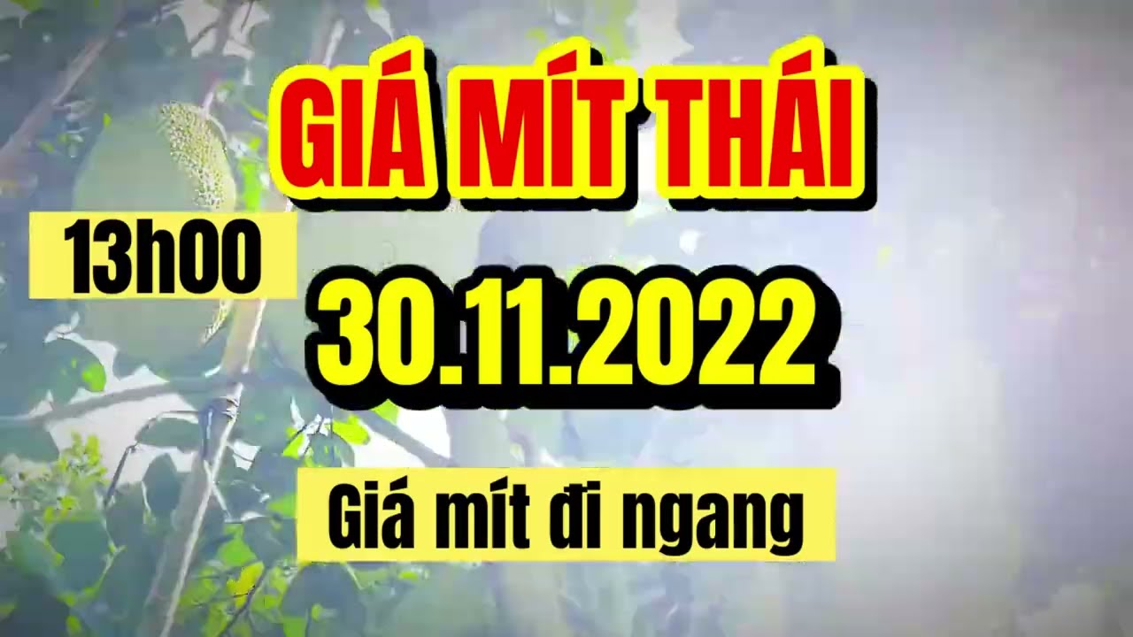 Thai jackfruit prices today