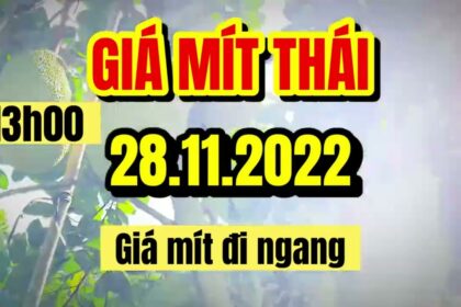 Thai jackfruit prices today