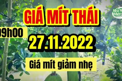 Thai jackfruit prices today
