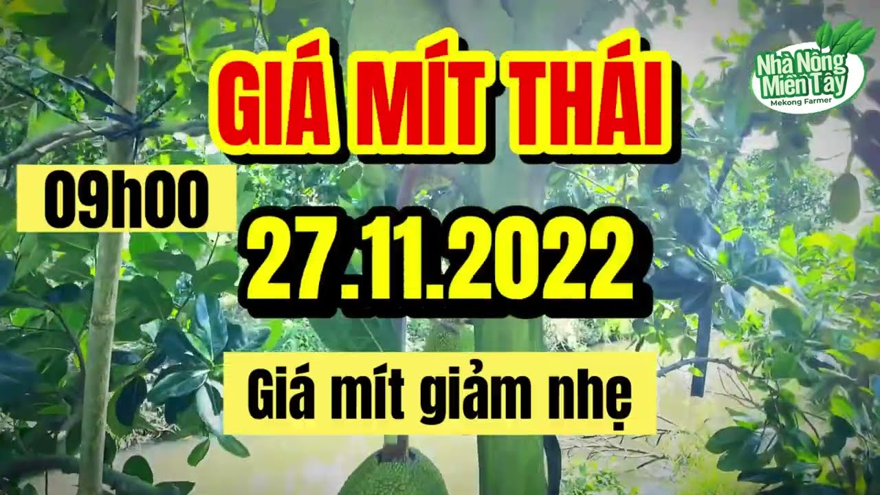 Thai jackfruit prices today