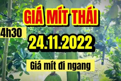 Thai jackfruit prices today