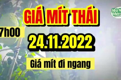 Thai jackfruit prices today