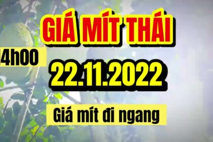 Thai jackfruit prices today