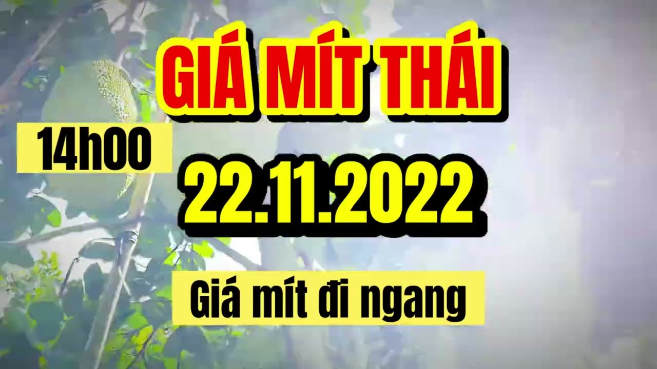Thai jackfruit prices today
