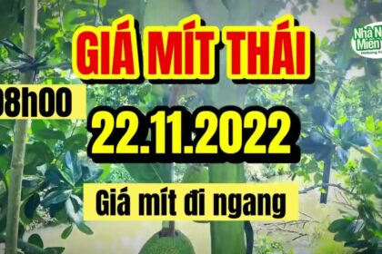 Thai jackfruit prices today