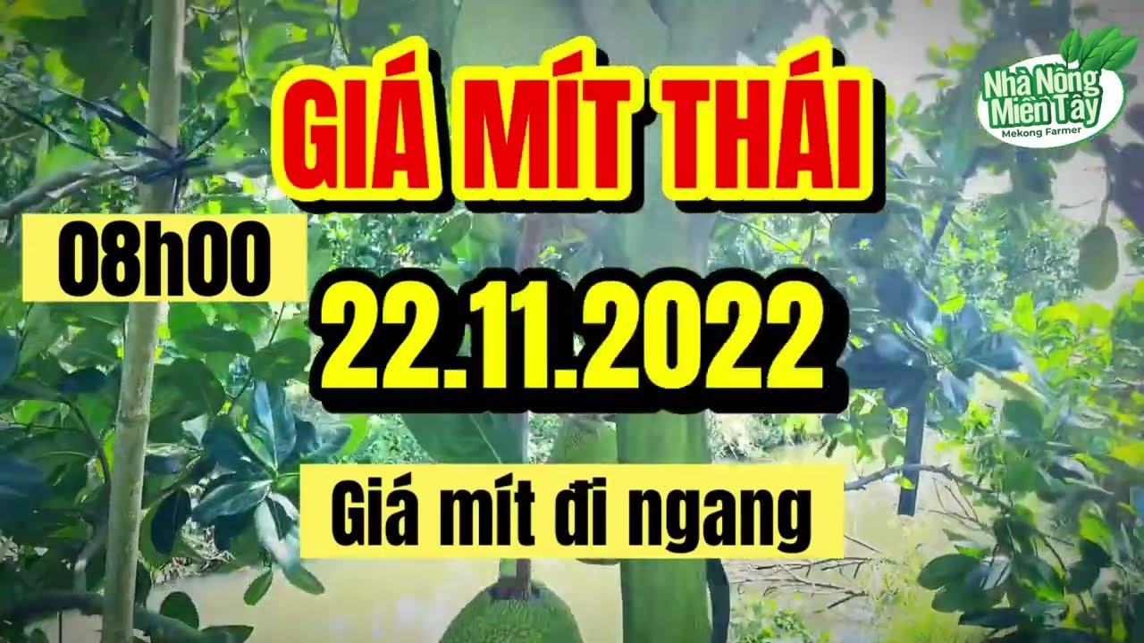 Thai jackfruit prices today