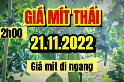 Thai jackfruit prices today