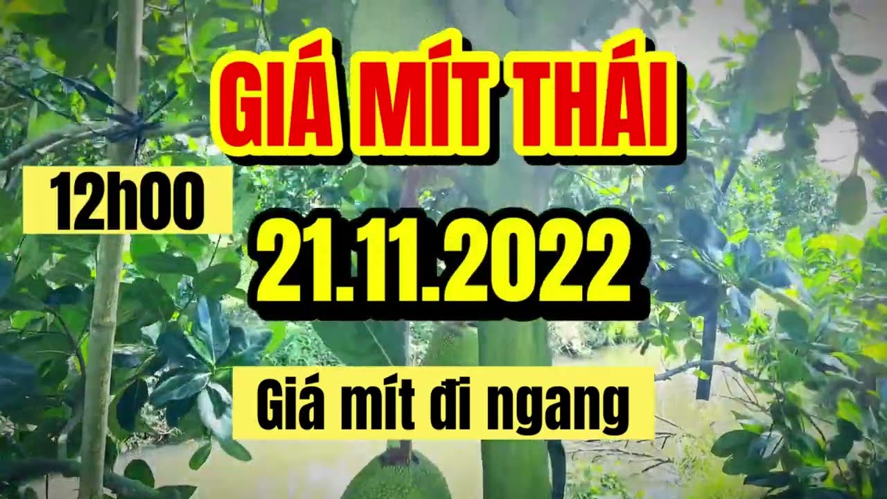 Thai jackfruit prices today