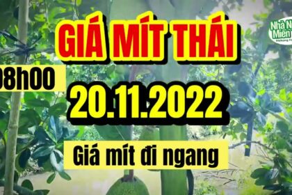 Thai jackfruit prices today