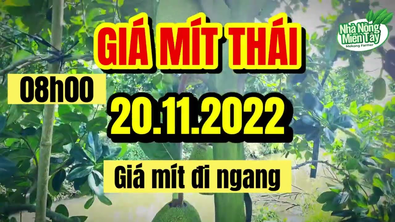 Thai jackfruit prices today