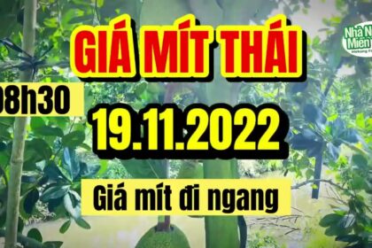 Thai jackfruit prices today