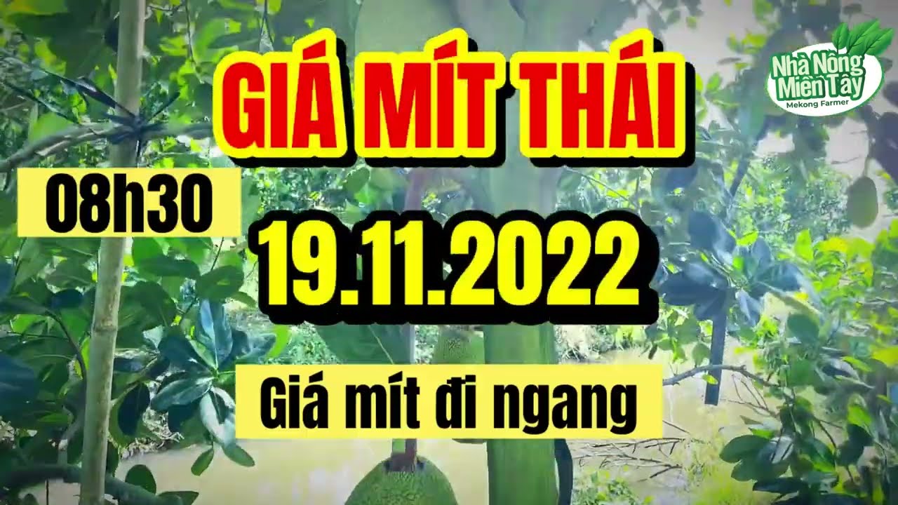 Thai jackfruit prices today