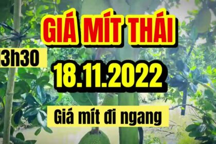Thai jackfruit prices today