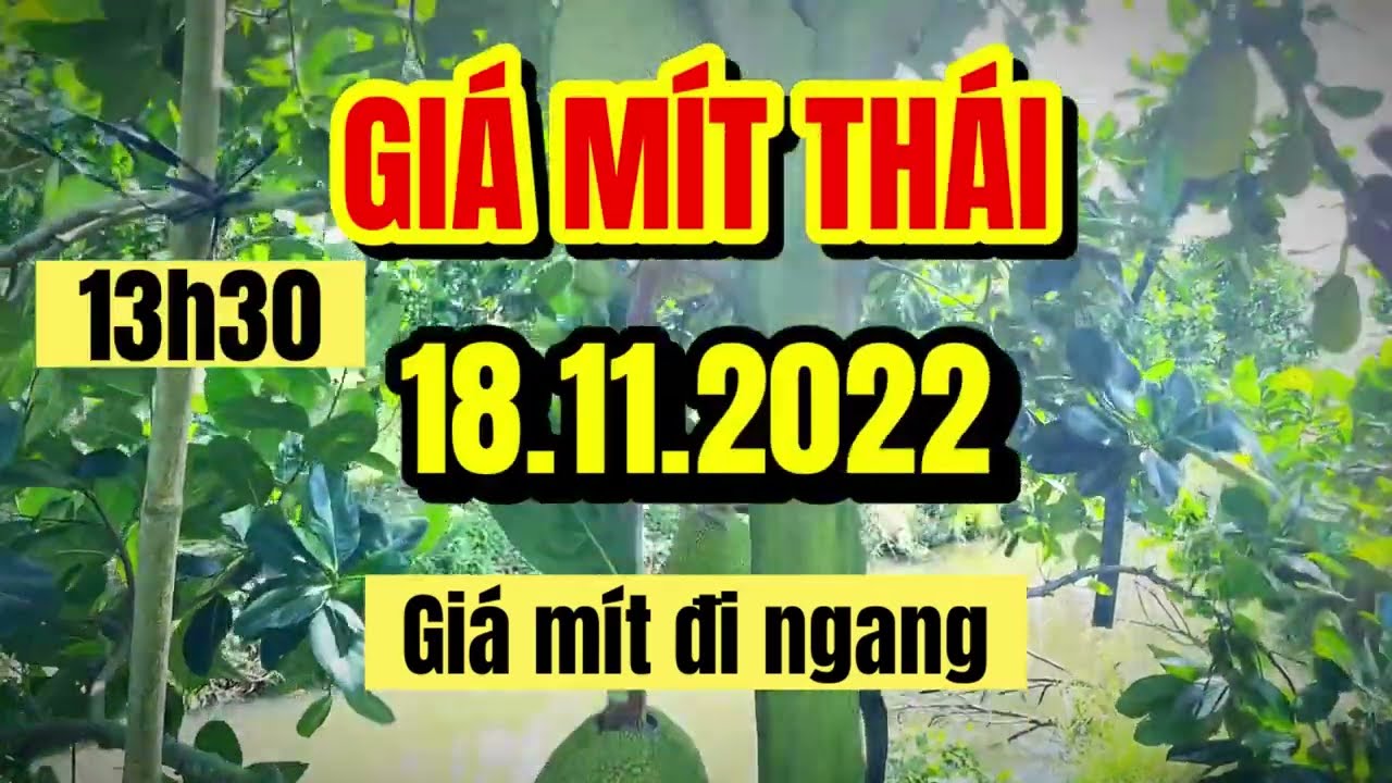 Thai jackfruit prices today