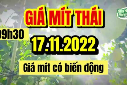 Thai jackfruit prices today
