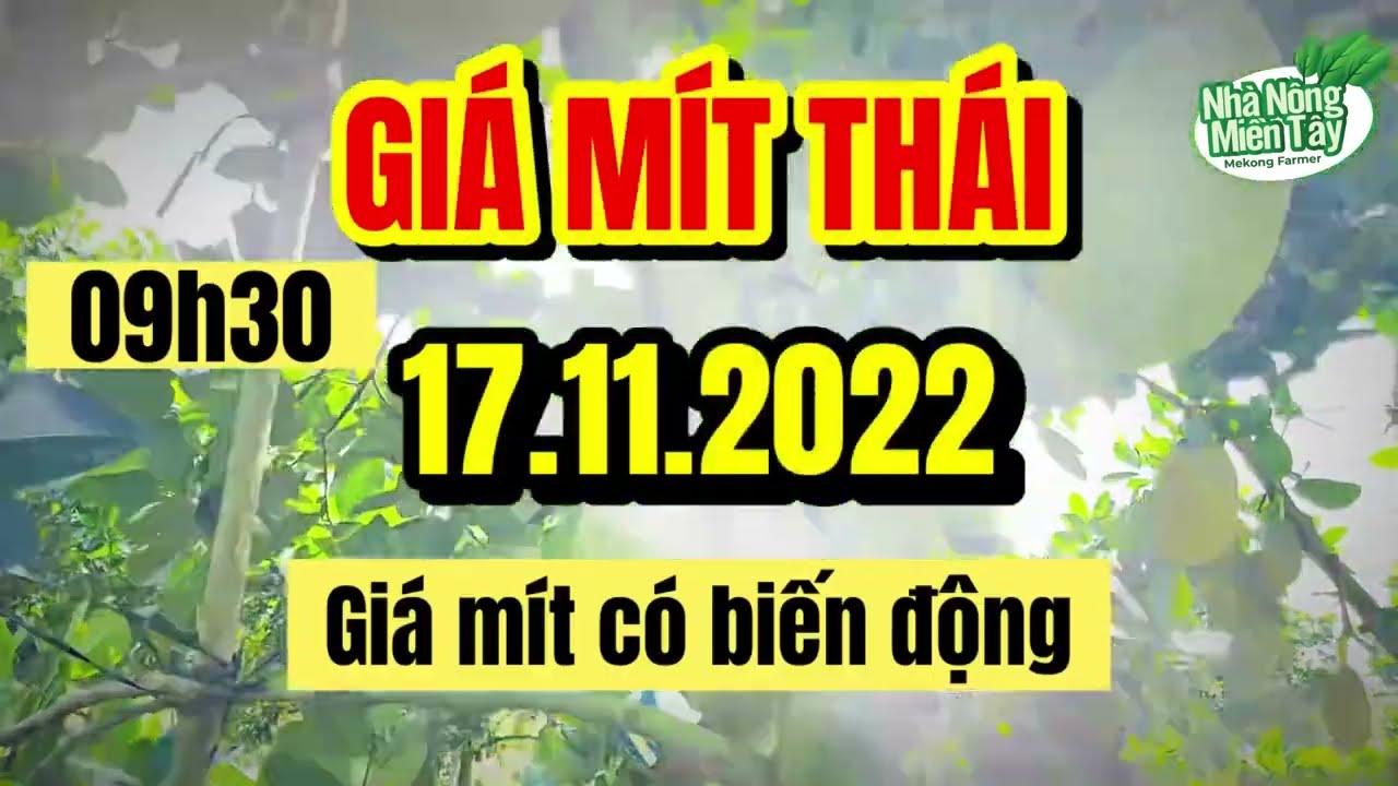 Thai jackfruit prices today