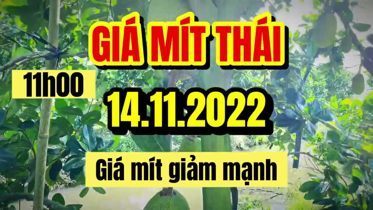 Thai jackfruit prices today