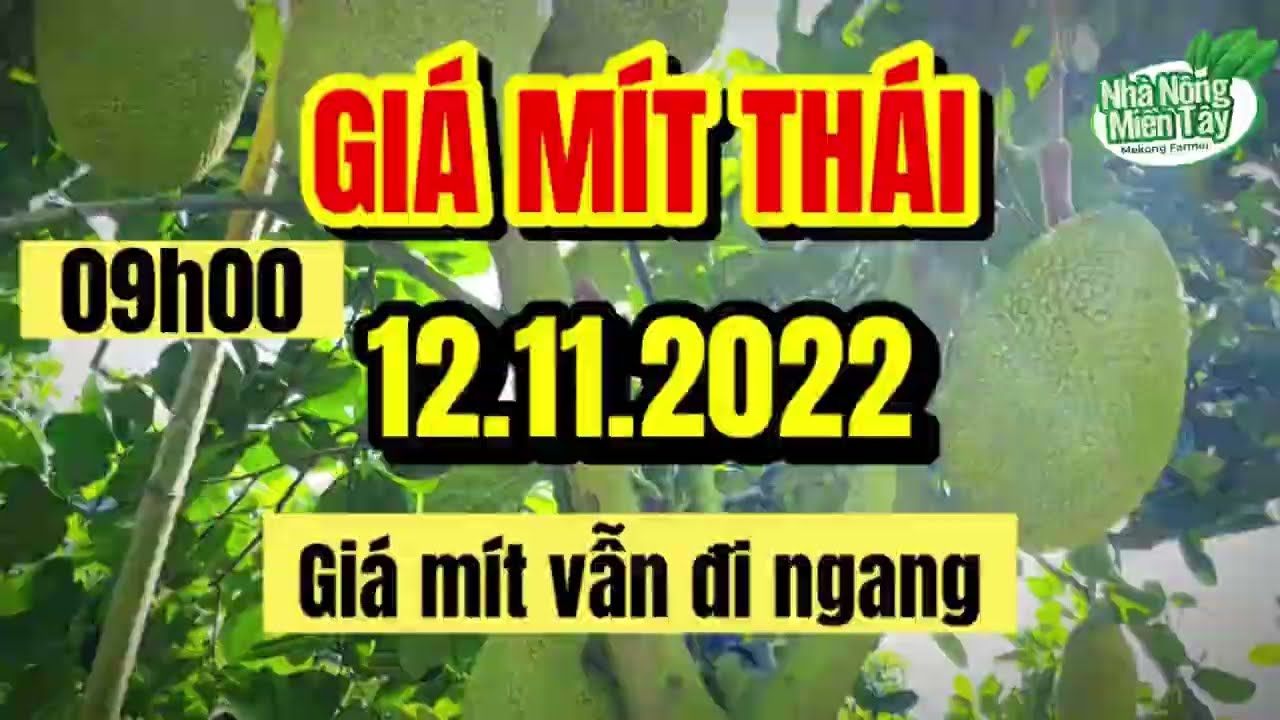 Thai jackfruit prices today