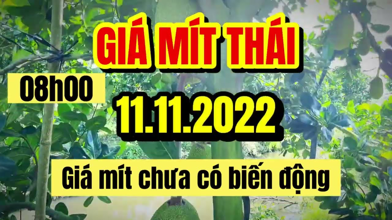 Thai jackfruit prices today
