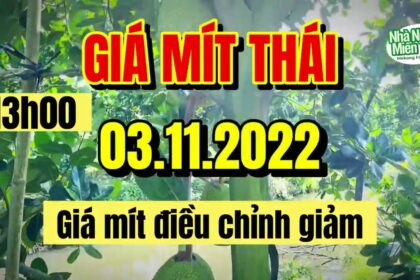 Thai jackfruit prices today
