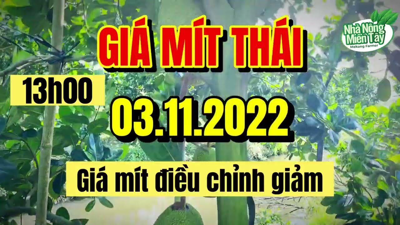Thai jackfruit prices today