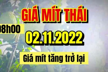 Thai jackfruit prices today