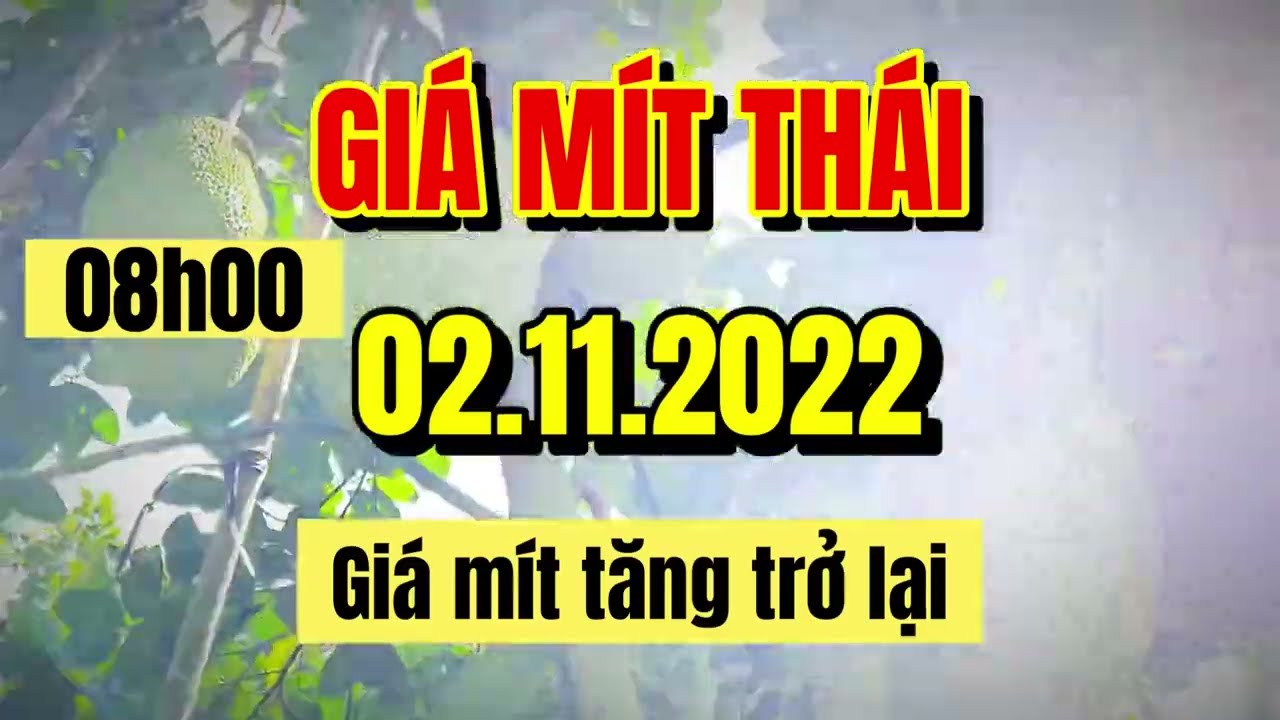 Thai jackfruit prices today